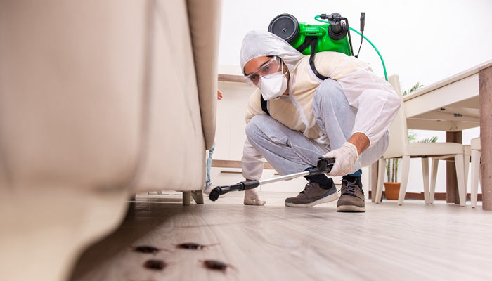 Montreal’s Premier Exterminator Services: Ensuring Safe and Pest-Free Environments